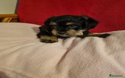 Bichon Frise dogs for sale: 2 Bichon puppies for sale  - Image 6