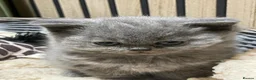 British Shorthair cats for sale: Stunning GCCF  Blue British Shorthair Kittens - Advert 8
