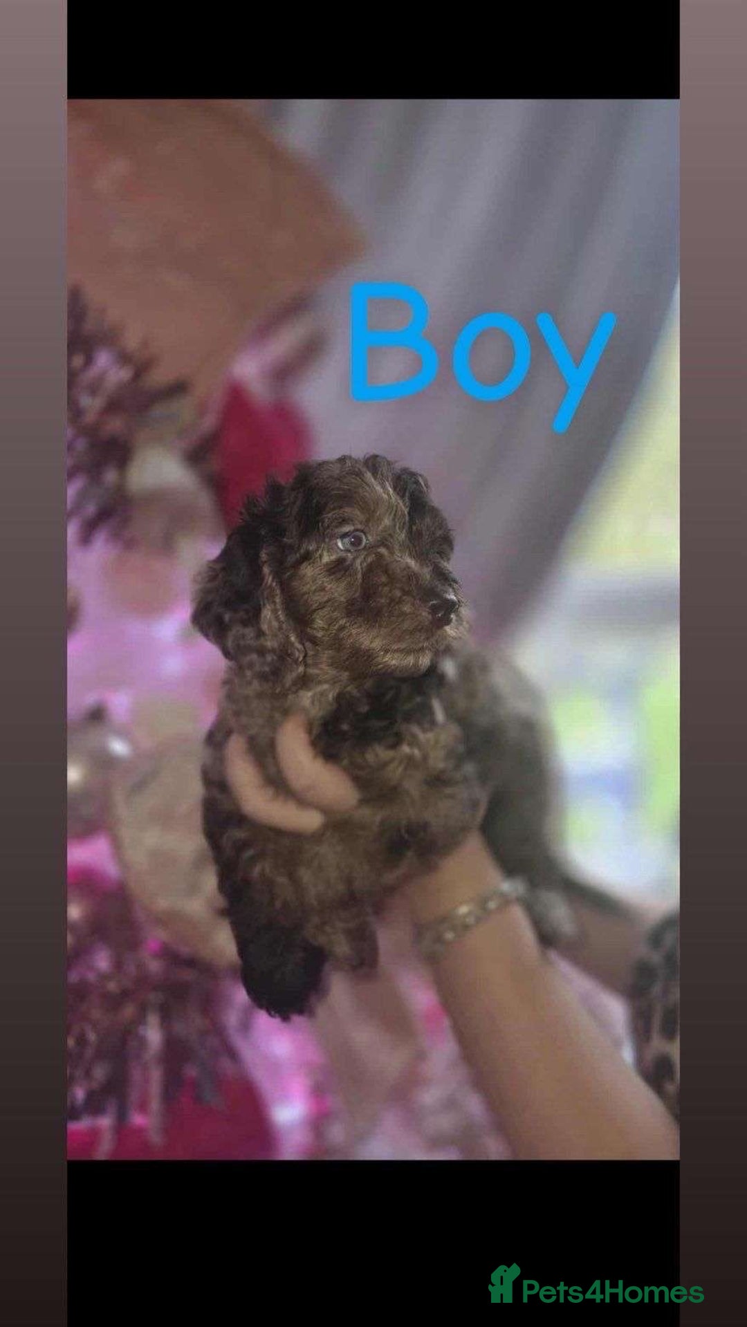 Cockapoo dogs for sale: 8 beautiful F1 cockerpoos. 6 weeks old - Advert 5