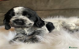 Cocker Spaniel dogs for sale: Chunky KC Cocker Spaniel puppies for sale  - Image 9