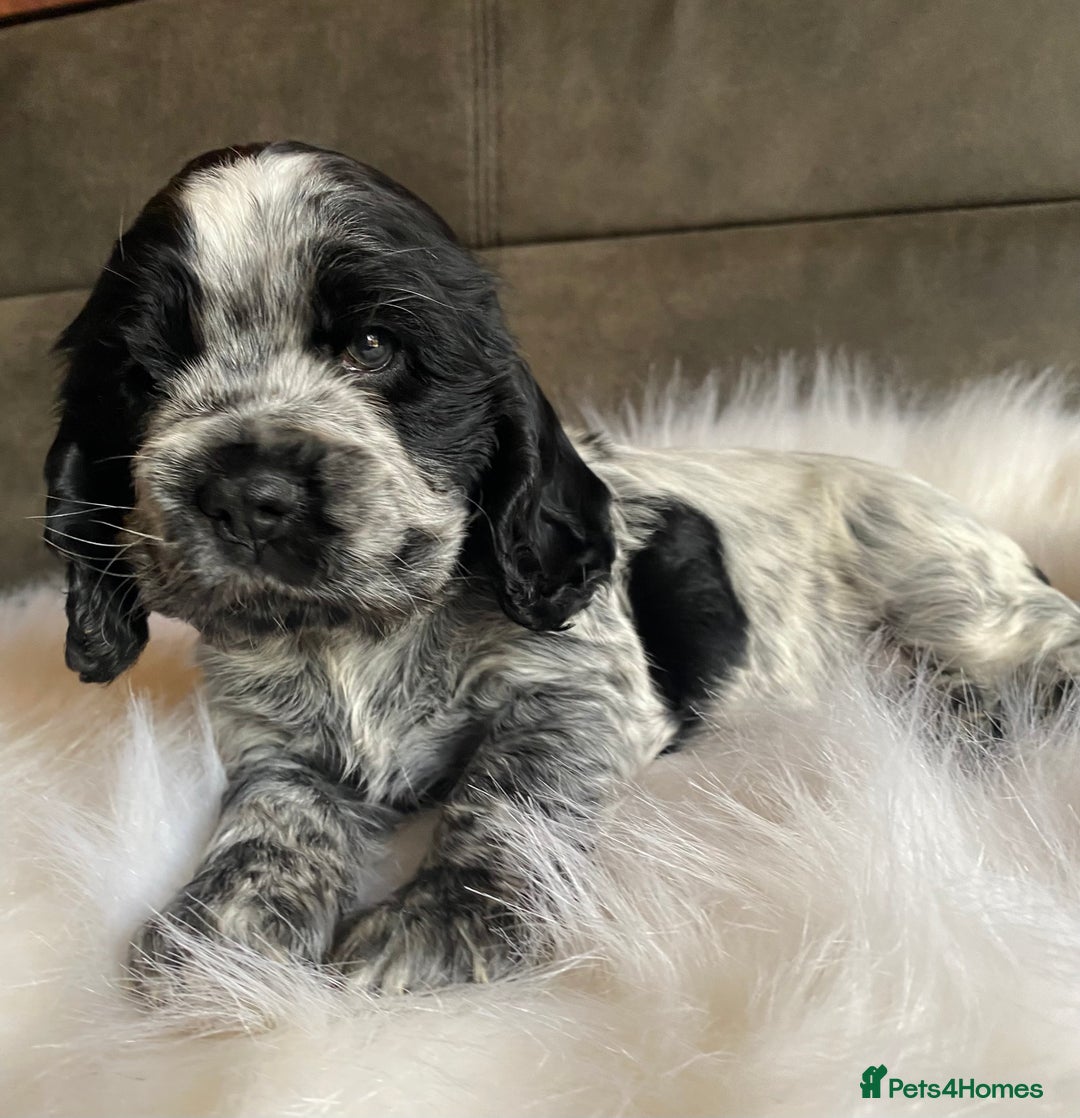 Cocker Spaniel dogs for sale: Chunky KC Cocker Spaniel puppies for sale  - Image 9