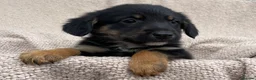 Mixed Breed dogs for sale: 🐾 Gorgeous Cocker × Border Collie Puppies 🌟 in Corwen - Advert 5