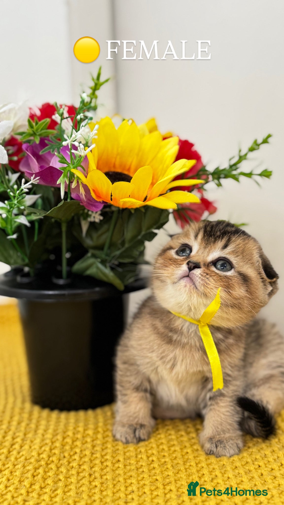 Scottish Fold cats Scottish Fold X British Shorthair Kittens - Advert 1