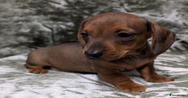 Miniature Dachshund dogs - Advert 14