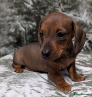 Miniature Dachshund dogs - Advert 6