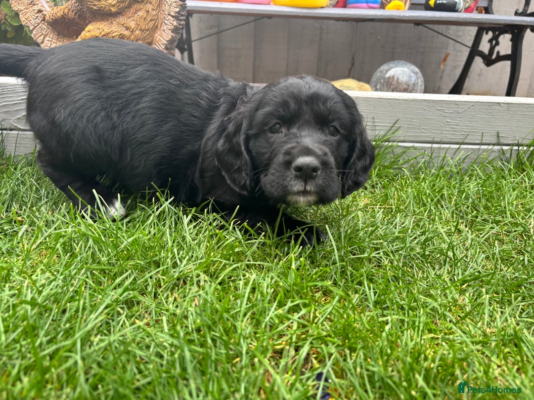 Cockerdor dogs for sale: 3 beautiful cockerador baby’s  - Image 17