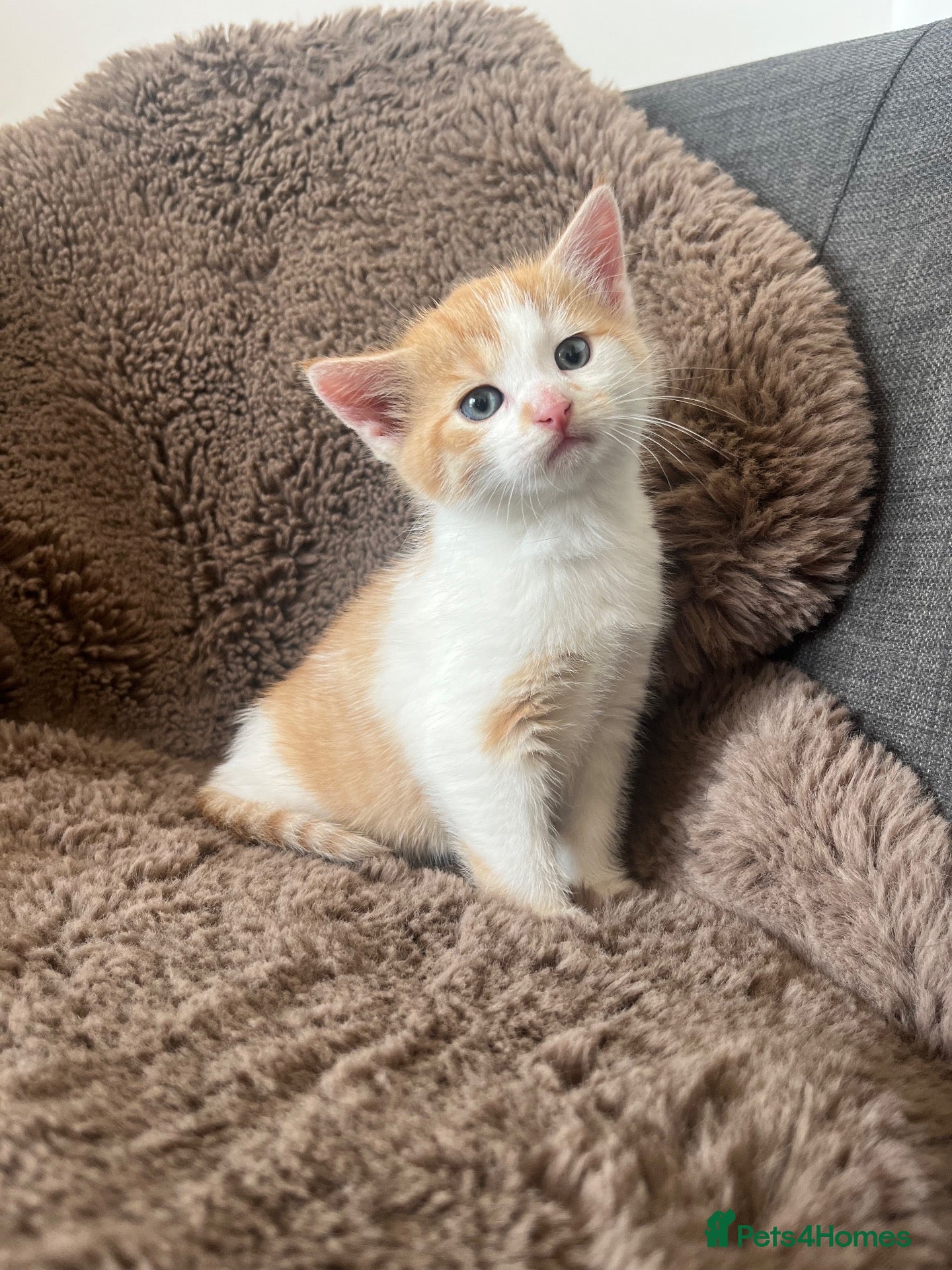 Mixed Breed cats for sale: Ginger & white female kitten  - Advert 19