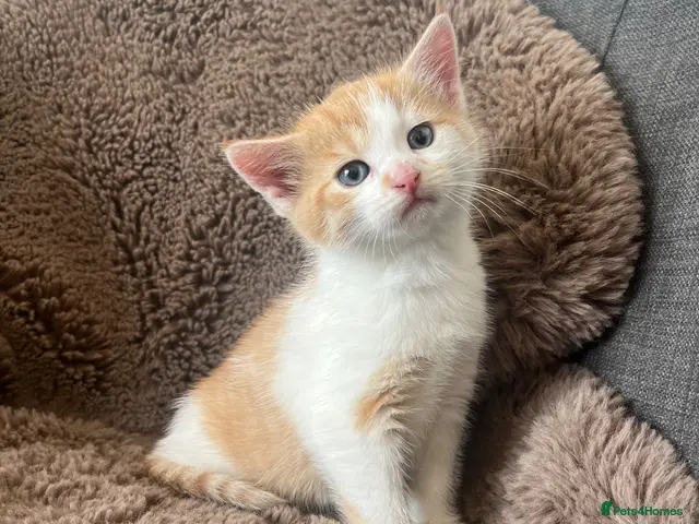 Mixed Breed cats for sale: Ginger & white female kitten - Advert 19