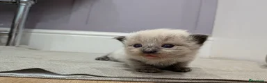 Ragdoll 2
