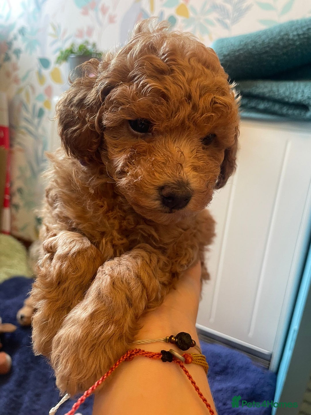 Toy Poodle dogs for sale: Tiny Red Toy Poodles Available now - Image 3