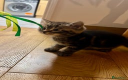 European cats for sale: Kitten for sale male  - Image 5