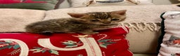 Bengal cats for sale: Registered Vaccinated Quality Bengal Kittens  - Advert 9