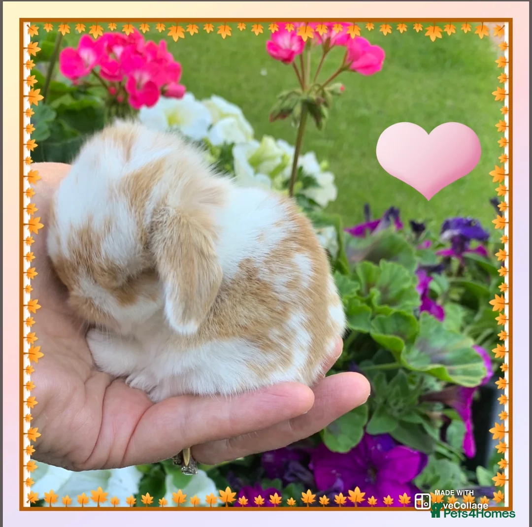 Mini Lop rabbits for sale: Gorgeous purebred baby mini lops ready to reserve - Advert 28