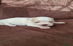 Mixed Breed dogs for sale: Bichon havanez  - Advert 2