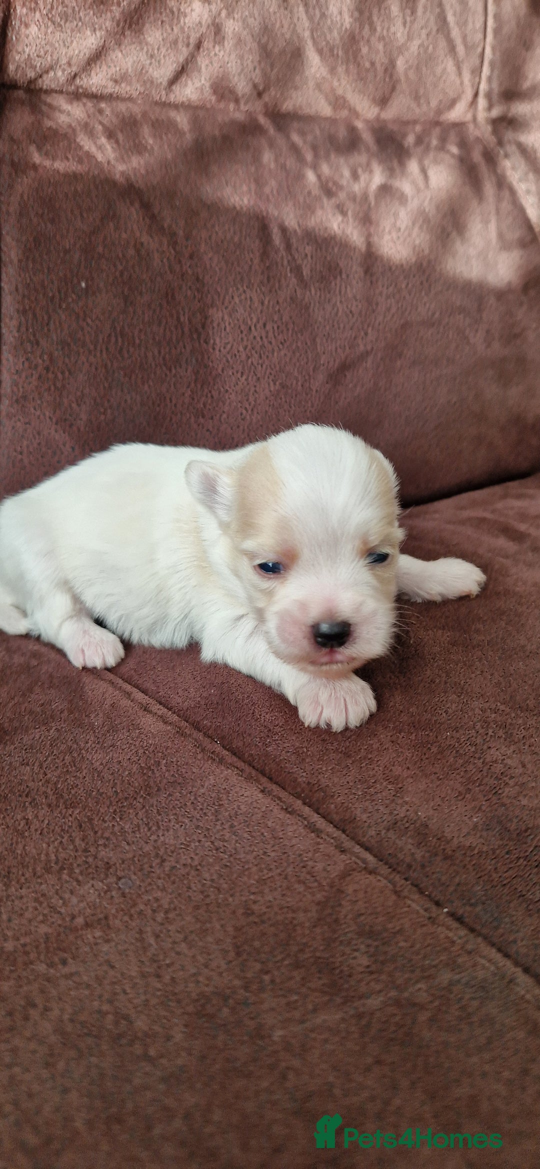 Mixed Breed dogs for sale: Bichon havanez  - Advert 2