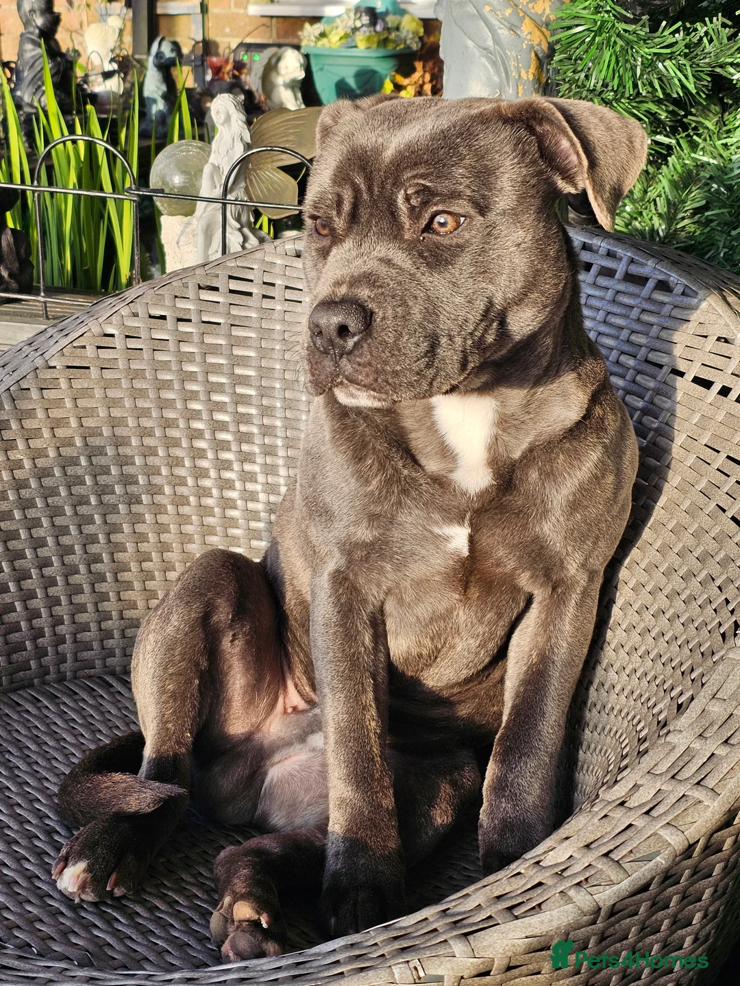 Staffordshire Bull Terrier dogs for sale: Staffy - Advert 2