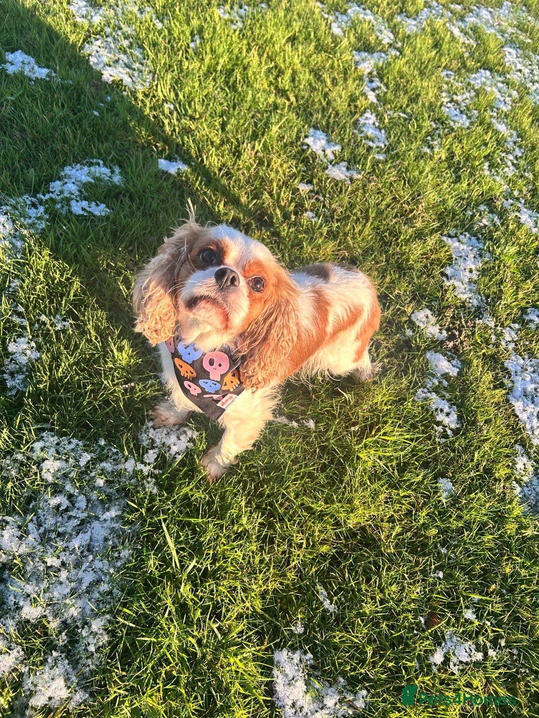 Cavalier King Charles Spaniel dogs for sale: Beautiful Cavalier  - Advert 1