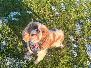 Cavalier King Charles Spaniel dogs Beautiful Cavalier - Advert 4