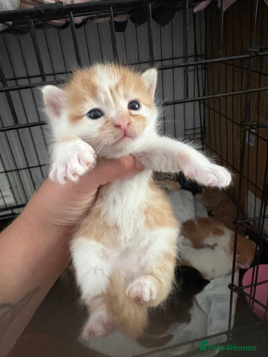Mixed Breed cats for sale: Gorgeous ginger n mixed colour kittens - Image 19