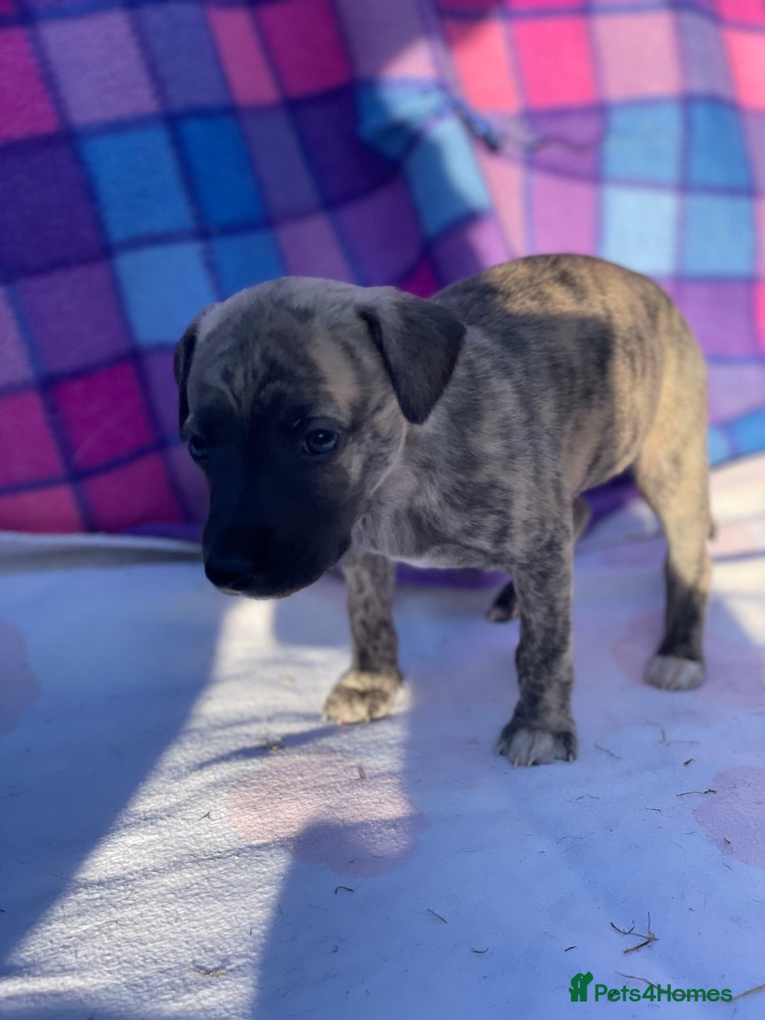 Whippet dogs for sale: Beautiful homebred whippet puppies  - Image 9