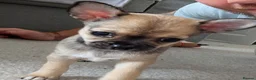 Chihuahua dogs for sale: Chihuahua puppy ,Nacho - Advert 10