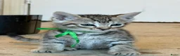 Bengal cats for sale: Mixed Bengal Breed  - Advert 21