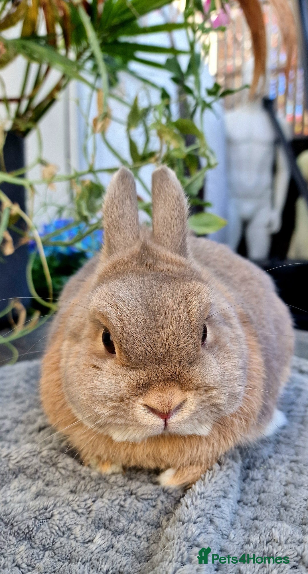 Netherland Dwarf rabbits for sale: Stunning Netherlands  - Image 2