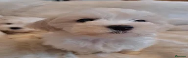 Maltese 2