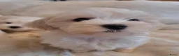 Maltese dogs for sale: Kc Maltese 3 females  - Advert 8