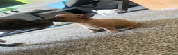 Mixed Breed dogs for sale: Bullhuahua (French Bulldog × Chihuahua) Puppies - Advert 22