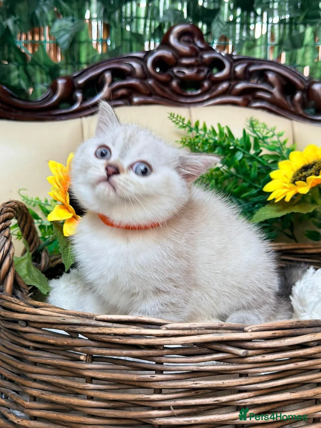 British Shorthair cats for sale: Silver tipped British Shorthair kittens - Advert 15