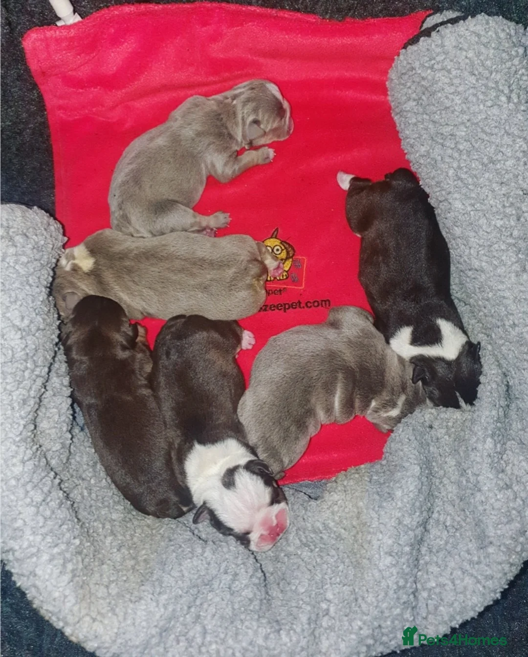 English Bulldog dogs for stud: *ROGUEROYALES Stud Valentino* Health Tested Clear in Wolverhampton - Advert 10