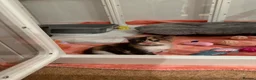 Maine Coon cats for sale: British shorthair X Mainecoon - Advert 22