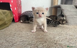 Munchkin cats for sale: Munchkin kittens for sale - Image 8