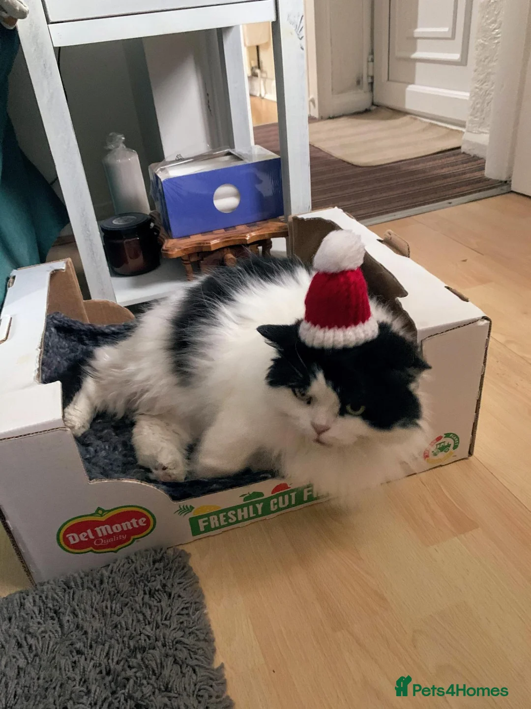 Scottish Fold cats for sale: Darwin in Mansfield - Advert 2
