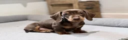 Miniature Dachshund dogs for sale: Quality KC Registered Miniature Dachshund Litter - Advert 4