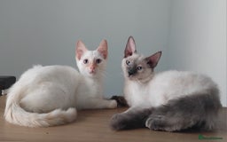 Mixed Breed cats for sale: Two stunning colour point boys ready now  - Image 3