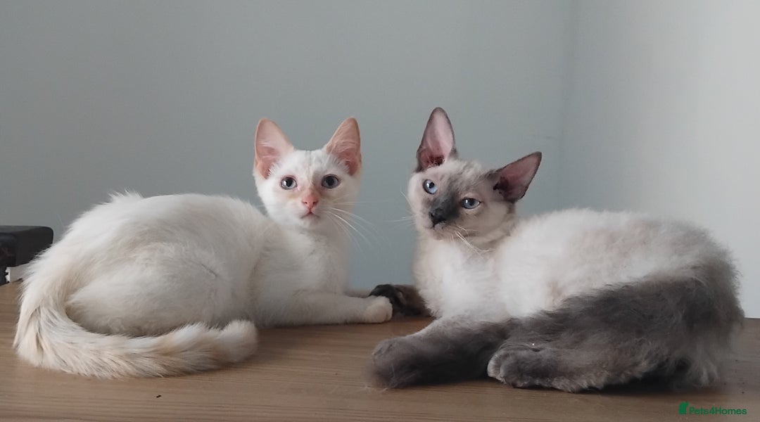 Mixed Breed cats for sale: Two stunning colour point boys ready now  - Image 3