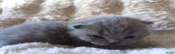 British Shorthair cats for sale: Gccf registered blue BSH kittens - Advert 38