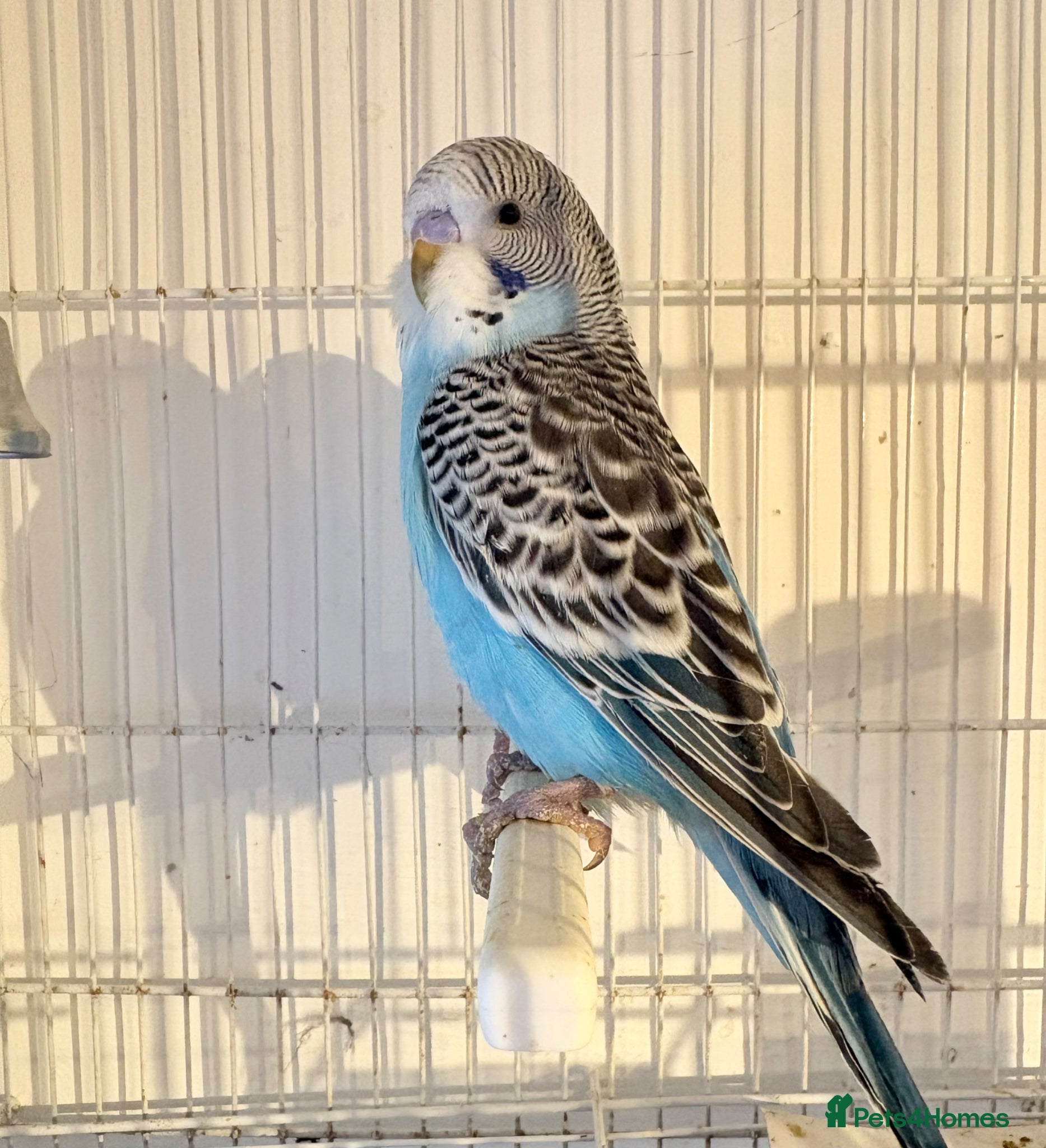 Budgerigars birds Baby budgies  - Advert 4