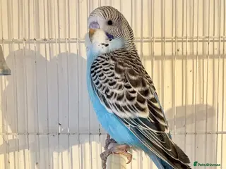 Budgerigars birds Baby budgies - Advert 4