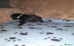 Mixed Breed dogs for sale: Snorkie pups - Image 6