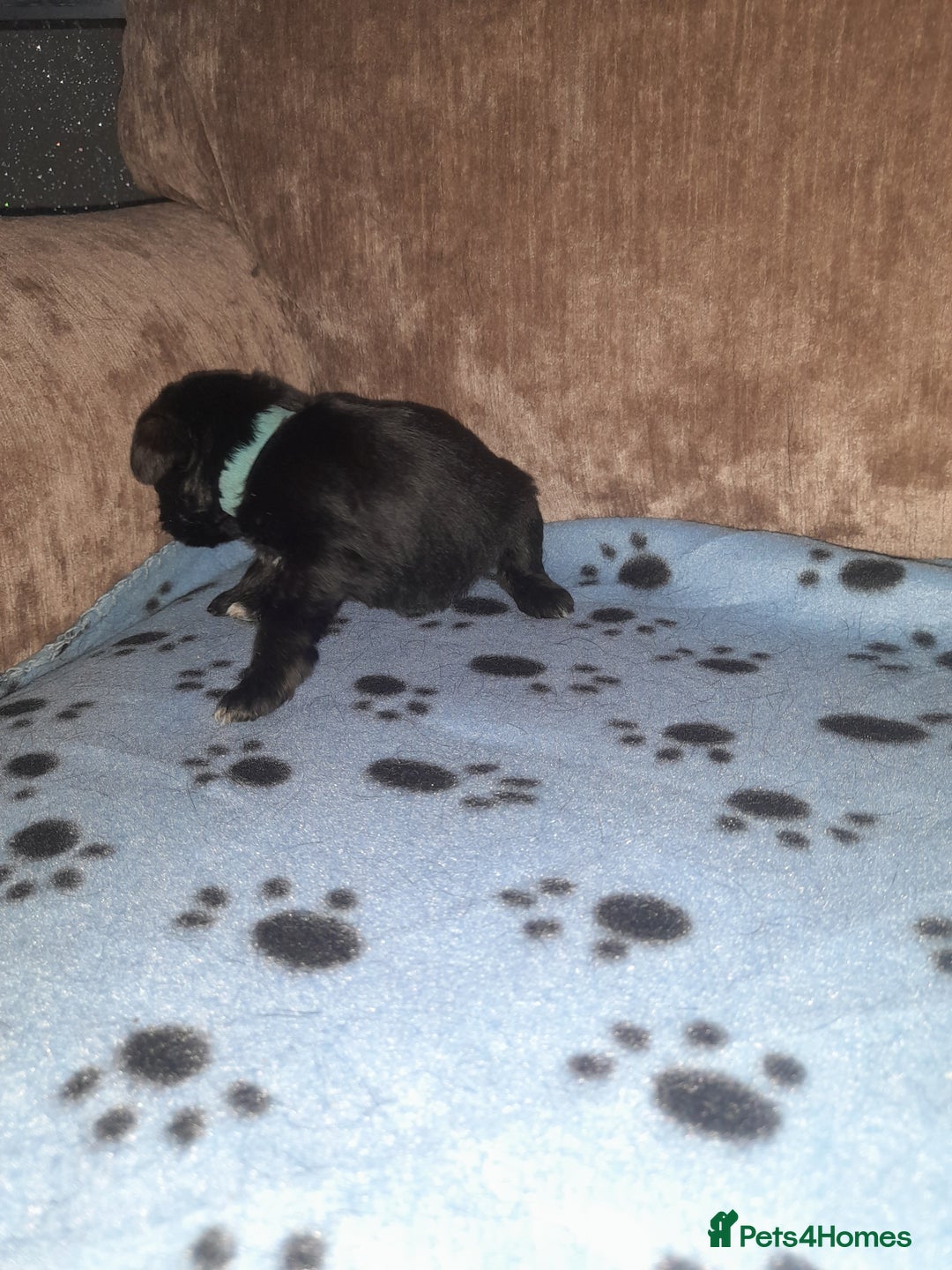 Mixed Breed dogs for sale: Snorkie pups - Image 6
