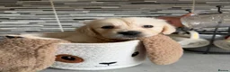 Golden Retriever dogs for sale: KC registered cream/ white fully health tested  - Advert 5