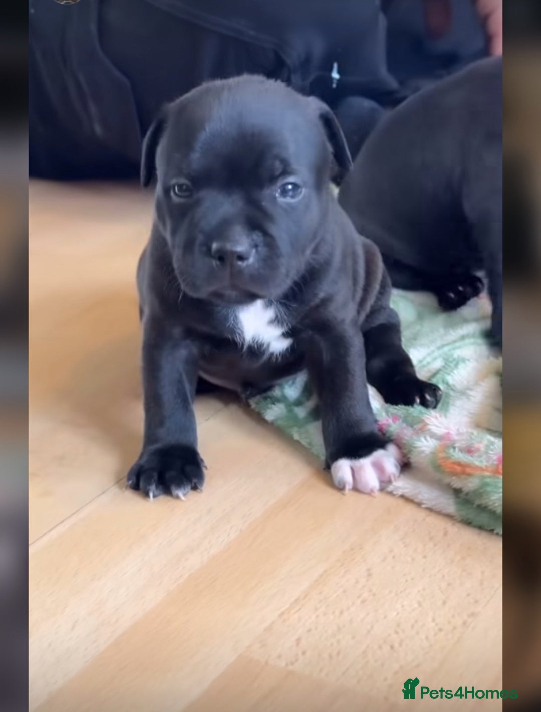 Staffordshire Bull Terrier dogs for sale: Outstanding  %100 Health Tested Staffy Puppies - Advert 6