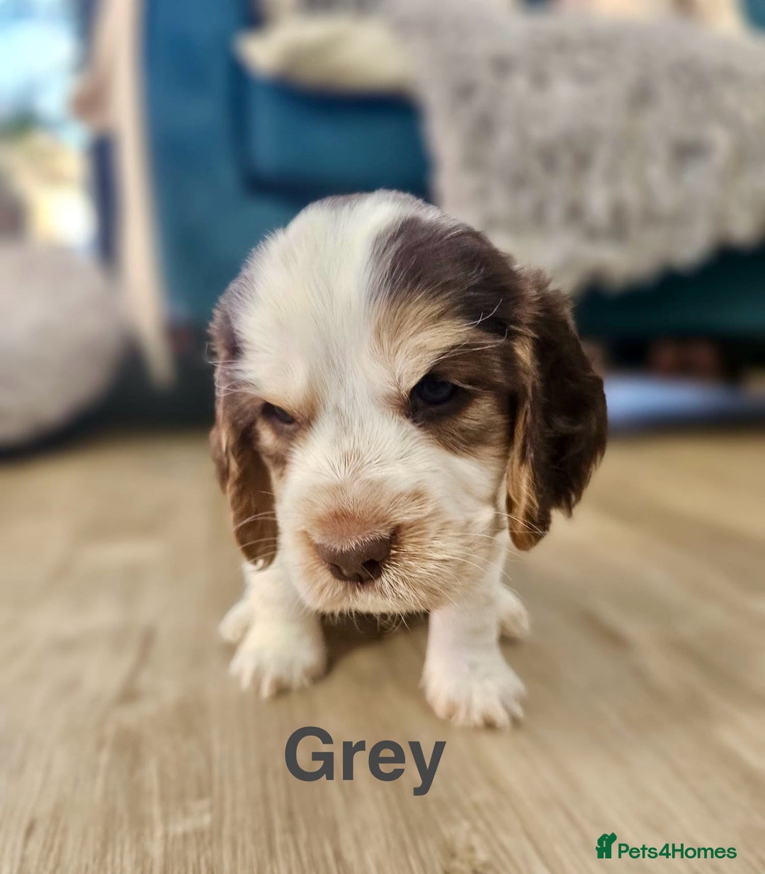 Cocker Spaniel dogs for sale: Fantastic Show / Working Cocker Spaniels - Advert 19