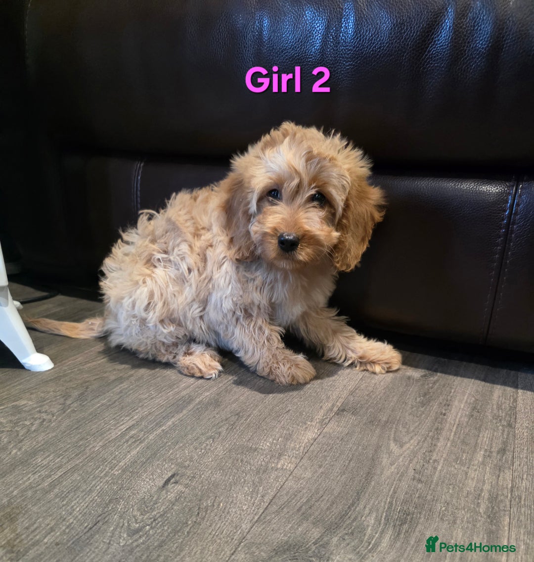Cockapoo dogs for sale:  Adorable cockapoo pups ready to go 🐶 - Advert 10