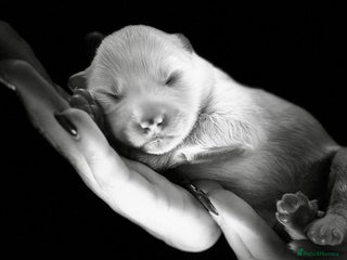 Samoyed dogs - Advert 7