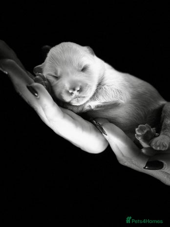 Samoyed dogs - Advert 1