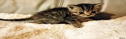 Persian cats for sale: Persian x Bengal Kittens in Bristol - Advert 5